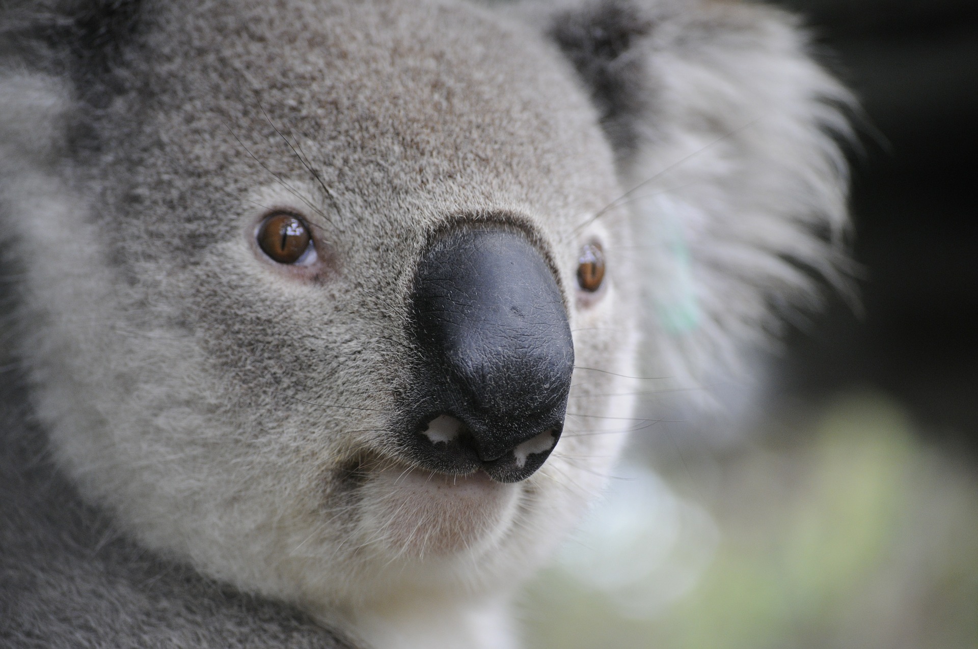 Koala Travelmundi
