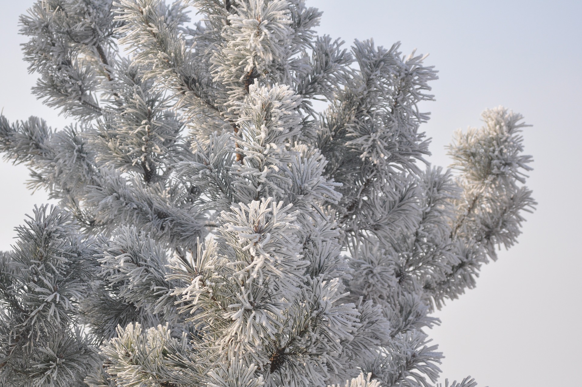 Albero Innevato