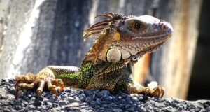 Iguana Travelmundi