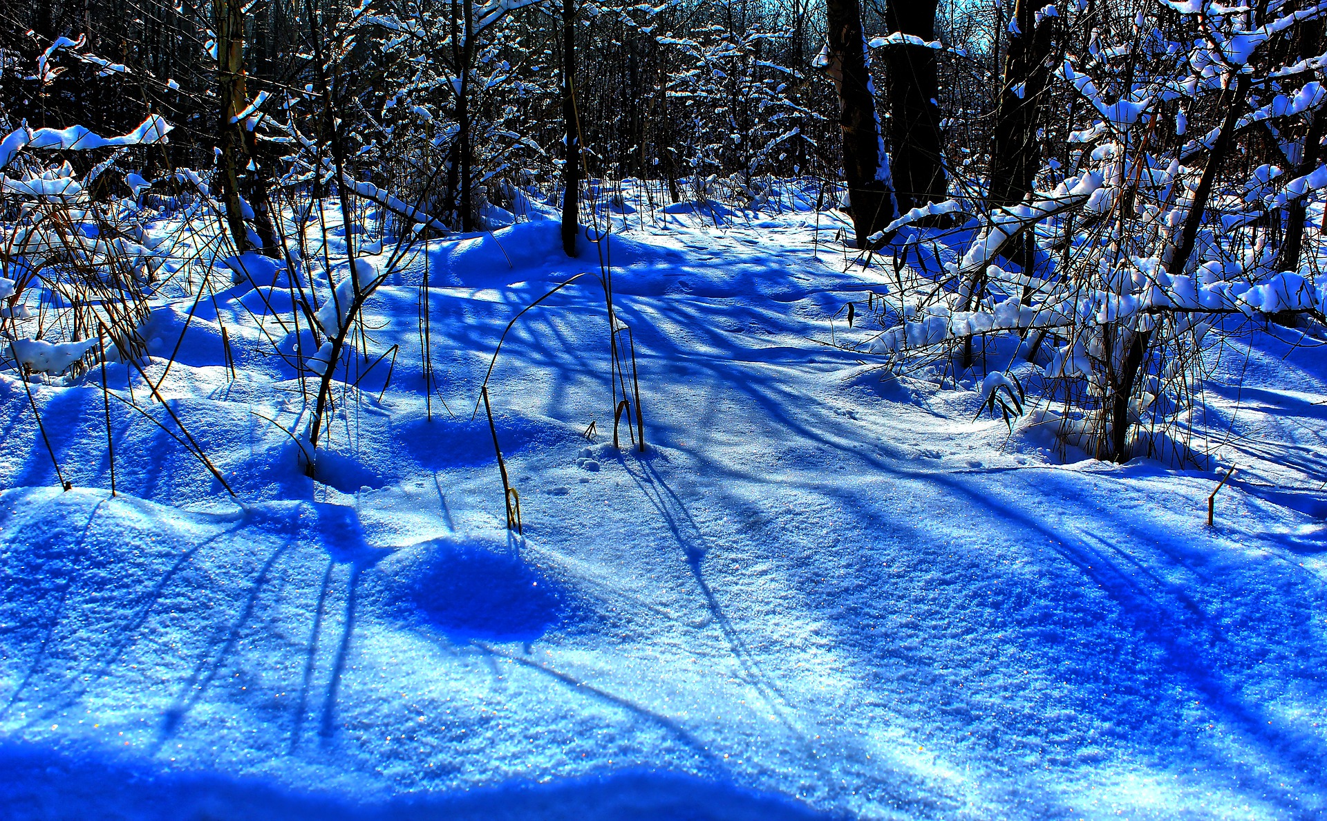 Neve nei Boschi
