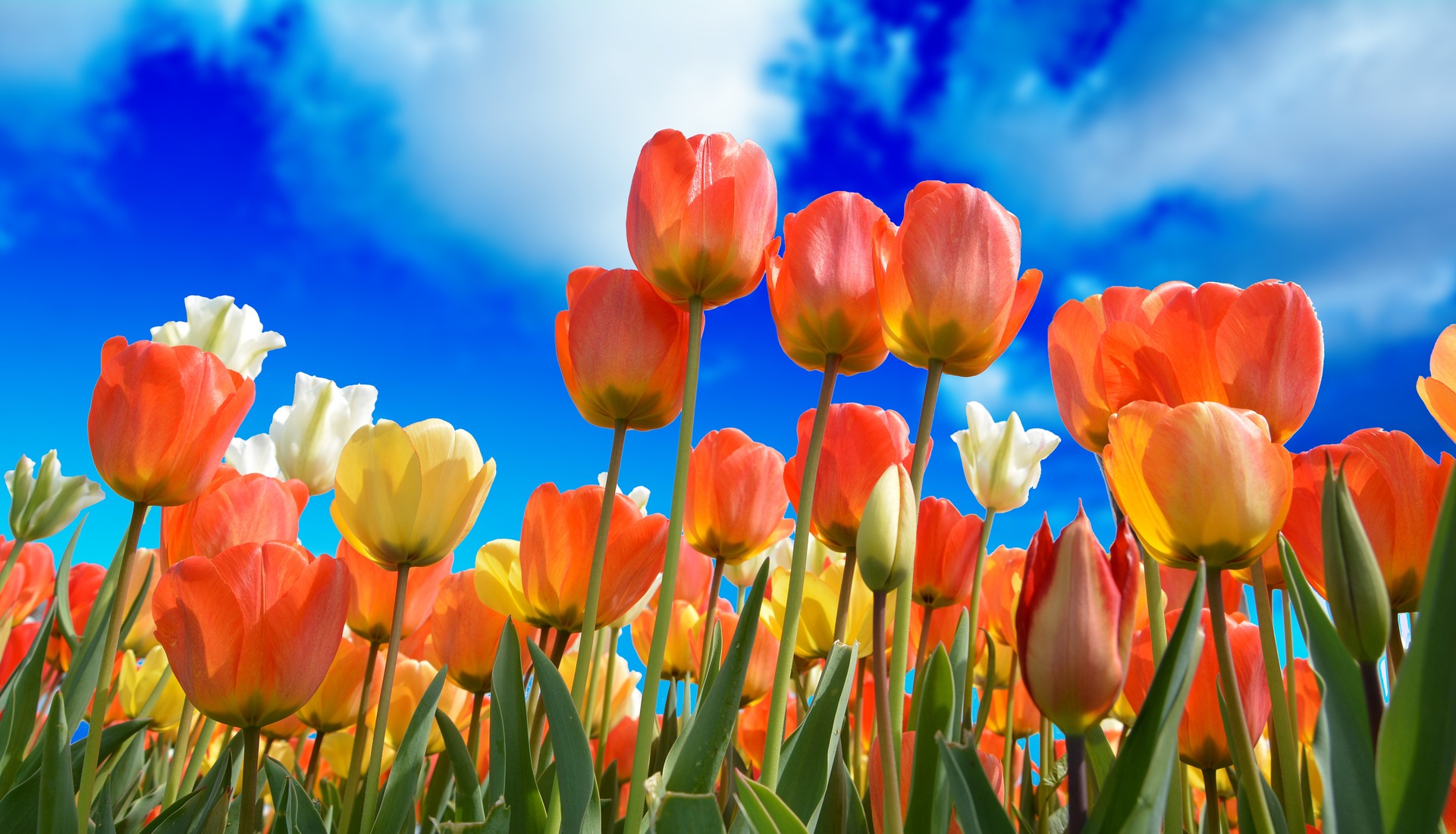 Primavera Travelmundi