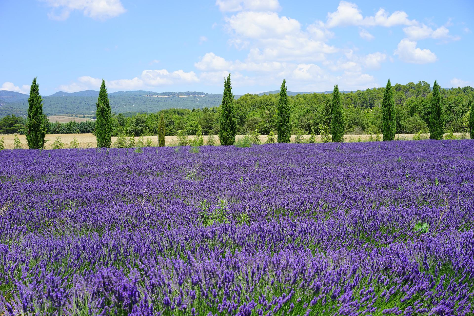 Lavanda Travelmundi