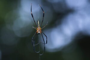 Un ragno tesse la sua tela Travelmundi