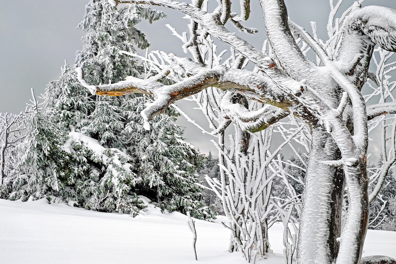 Neve