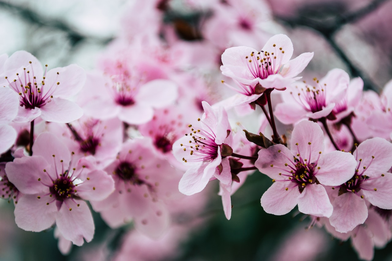 E' arrivata la Primavera
